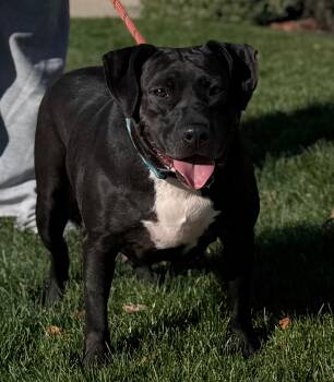 Rescue Bull Terrier Dogs for Adoption in Le Mars, Iowa - Shelly | PetCurious