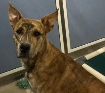 Waldo -  Mixed Breed Dog for Adoption in Honolulu, Hawaii - Waldo | PetCurious