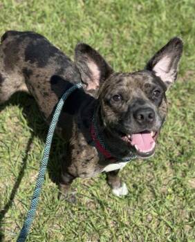 Rescue American Staffordshire Terrier and Mixed Breed Dogs for Adoption in Fort Lauderdale, Florida - SPOTTY | PetCurious