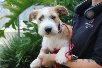 Mohan -  Terrier and Mixed Breed Dog for Adoption in Brunswick, Georgia - Mohan | PetCurious
