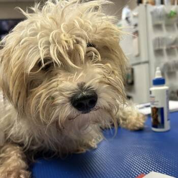Booger S -  Bichon Frise and Terrier Dog for Adoption in Hinesville, Georgia - Booger S | PetCurious