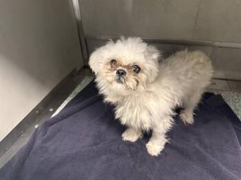 TEXACO -  Maltese and Mixed Breed Dog for Adoption in Rowlett, Texas - TEXACO | PetCurious