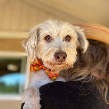 Rescue Schnauzer Dogs for Adoption in Ramona, California - Jeckle | PetCurious
