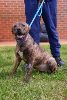 Pit Bull Terrier Dogs Available for Adoption in Stillwater, Oklahoma - Angus | PetCurious