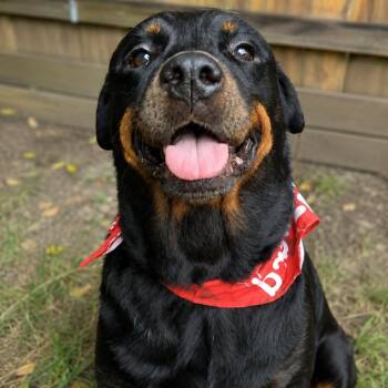 Dr. Pepper -  Rottweiler Dog for Adoption in Abbotsford, British Columbia - Dr. Pepper | PetCurious
