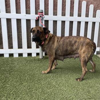 A613941 -  Dutch Shepherd and Mixed Breed Dog for Adoption in Modesto, California - A613941 | PetCurious