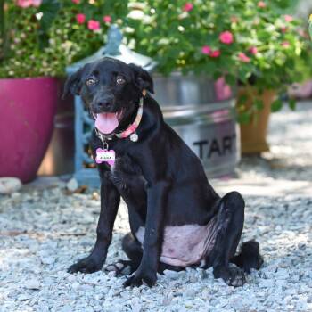 Akaika -  Retriever Dog for Adoption in Wake Forest, North Carolina - Akaika | PetCurious