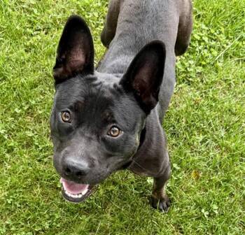 Australian Kelpie and French Bulldog Dogs Available for Adoption in Auburn, California - PLONK | PetCurious