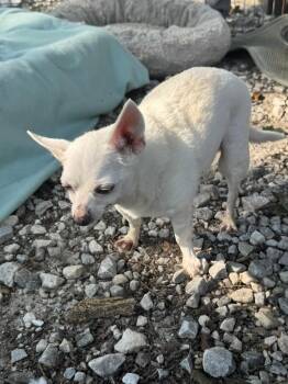 Zimba -  Chihuahua Dog for Adoption in Creston, California - Zimba | PetCurious