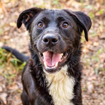 Peanut Brittle -  Mixed Breed Dog for Adoption in Walker, Michigan - Peanut Brittle | PetCurious