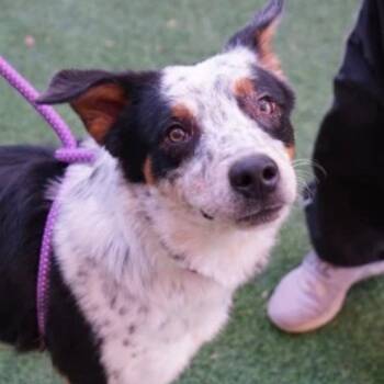 Gambit -  Cattle Dog and Mixed Breed Dog for Adoption in Tacoma, Washington - Gambit | PetCurious