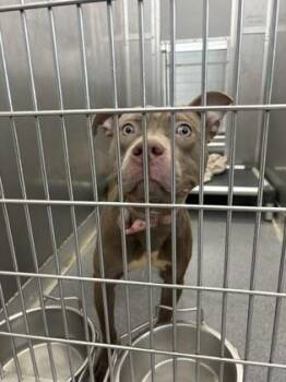 Mixed Breed Dogs Available for Adoption in West Chester, Pennsylvania - Polmie | PetCurious