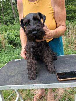 Jason -  Miniature Schnauzer Dog for Sale in New Canton, Virginia - Jason | PetCurious