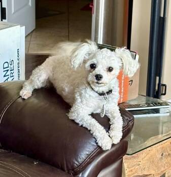 Holly -  Bichon Frise Dog for Adoption in Didsbury, Alberta - Holly | PetCurious