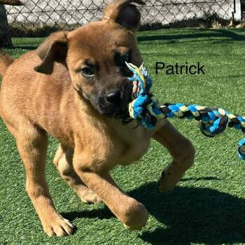 Shepherd Dogs Available for Adoption in Lisle, Ontario - Patrick | PetCurious