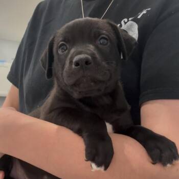 Tay- 3582 -  American Staffordshire Terrier Dog for Adoption in Fairmont, West Virginia - Tay- 3582 | PetCurious