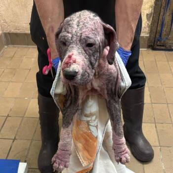 Hound Dogs Available for Adoption - Andi | PetCurious