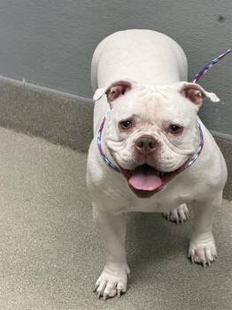 BELLA -  American Bulldog Dog for Adoption in Las Vegas, Nevada - BELLA | PetCurious