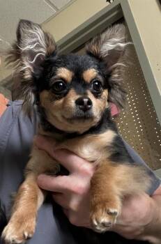 Pomeranian and Pug Dogs Available for Adoption - EVIE | PetCurious
