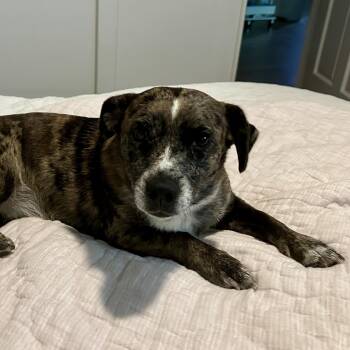 Aurora -  Australian Shepherd Dog for Adoption in Columbia, South Carolina - Aurora | PetCurious