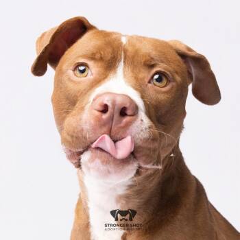 Bubba -  Terrier and Boxer Dog for Adoption in Tampa, Florida - Bubba | PetCurious
