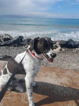 MAX -  Pointer and Mixed Breed Dog for Adoption in Riverside, California - MAX | PetCurious