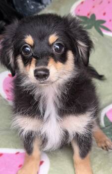 Puffy -  Dachshund and Chihuahua Dog for Adoption in Yuba City, California - Puffy | PetCurious
