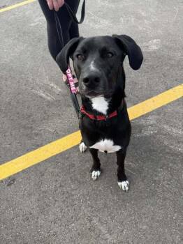 Rescue Mixed Breed Dogs for Adoption in Mandan, North Dakota - Cole | PetCurious