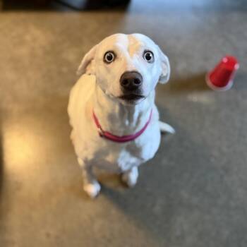 Beatrice -  Dalmatian and Mixed Breed Dog for Adoption in Pittsford, Vermont - Beatrice | PetCurious