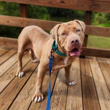 Mastiff and American Staffordshire Terrier Dogs Available for Adoption - Xena Gorgeous And Gentle Girly | PetCurious