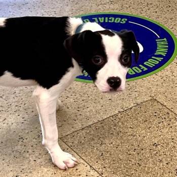 SWEETIE -  Parson Russell Terrier and Beagle Dog for Adoption in St. Louis, Missouri - SWEETIE | PetCurious