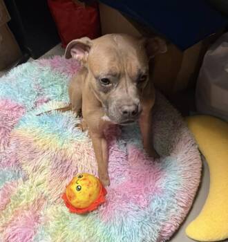 Mixed Breed Dogs Available for Adoption - Roma | PetCurious