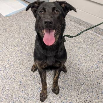 Blondie -  Mixed Breed Dog for Adoption in Greenville, South Carolina - Blondie | PetCurious