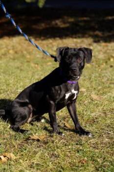 Rescue Mixed Breed Dogs for Adoption in Cincinnati, Ohio - Lana | PetCurious