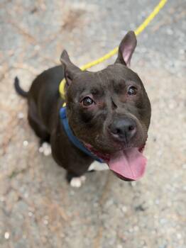 Tootsie -  Pit Bull Terrier Dog for Adoption in Petersburg, Virginia - Tootsie | PetCurious