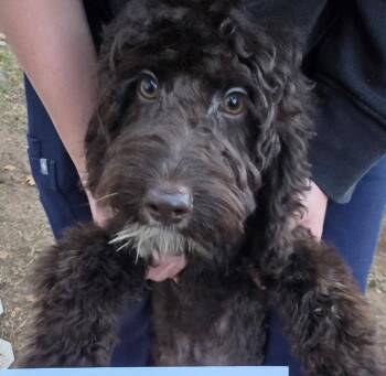 Diego -  Golden Retriever and Poodle Dog for Adoption in Tenafly, New Jersey - Diego | PetCurious