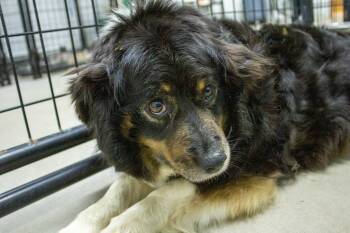 Australian Shepherd Dogs Available for Adoption in Neillsville, Wisconsin - Mesa | PetCurious