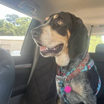 Bluetick Coonhound Dogs Available for Adoption in Columbia, South Carolina - Carolina Gold | PetCurious