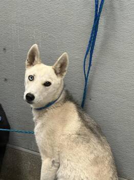 Husky Dogs Available for Adoption in Las Vegas, Nevada - PILAR | PetCurious