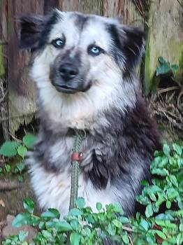Mindy -  Siberian Husky Dog for Adoption in Lawrenceville, Georgia - Mindy | PetCurious