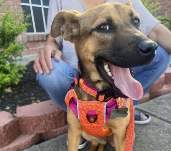 German Shepherd Dog Dogs Available for Adoption in Richmond, Texas - Brooklyn | PetCurious