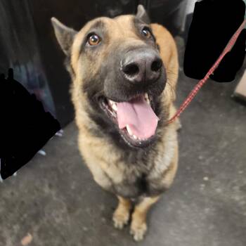 Belgian Shepherd Malinois and German Shepherd Dog Dogs Available for Adoption in Evensville, Tennessee - Kaos (Max) | PetCurious
