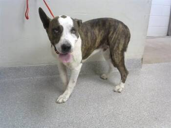 LT. DAN -  Pit Bull Terrier and Mixed Breed Dog for Adoption in Pasadena, Texas - LT. DAN | PetCurious