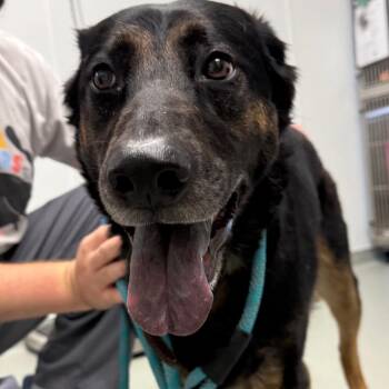 Luna -  Shepherd and Mixed Breed Dog for Adoption in Abilene, Texas - Luna | PetCurious