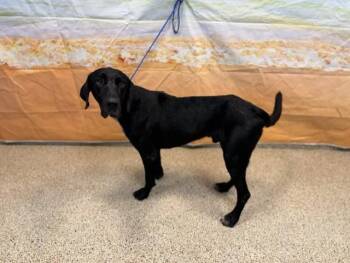 PAPI CHULO -  Labrador Retriever Dog for Adoption in Doral, Florida - PAPI CHULO | PetCurious