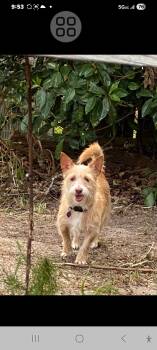 Terrier Dogs Available for Adoption - Hope | PetCurious