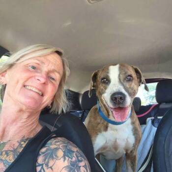 Artie -  American Staffordshire Terrier and Mixed Breed Dog for Adoption in Richmond, Virginia - Artie | PetCurious