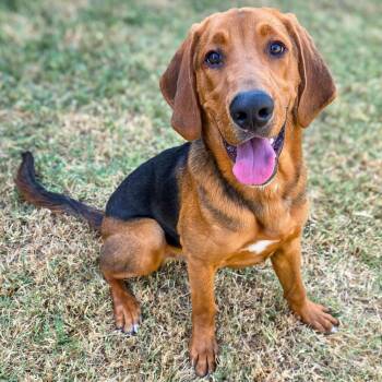 Duke -  Bloodhound Dog for Adoption in Gainesville, Texas - Duke | PetCurious