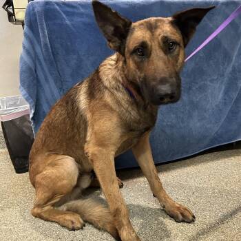 IVHS-Stray-142264 -  German Shepherd Dog Dog for Adoption in San Gabriel, California - IVHS-Stray-142264 | PetCurious