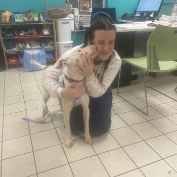 Violet -  Mixed Breed Dog for Adoption in Charleston, West Virginia - Violet | PetCurious